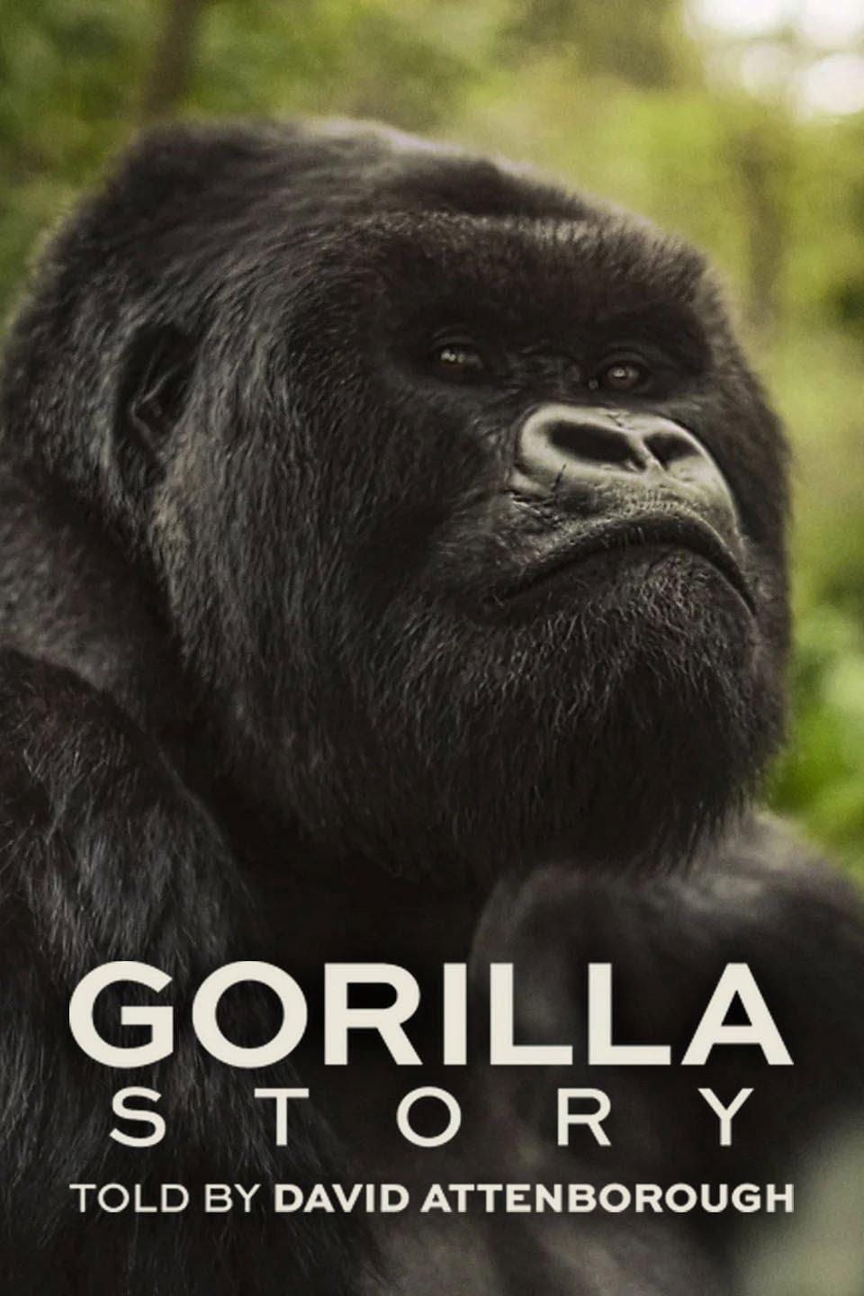 Hành Trình Của Khỉ Đột – Qua Giọng Kể David Attenborough